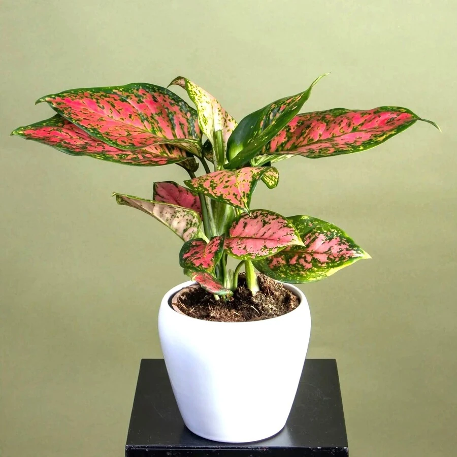 Аглаонема Стар Коллекшн Aglaonema Star Collection