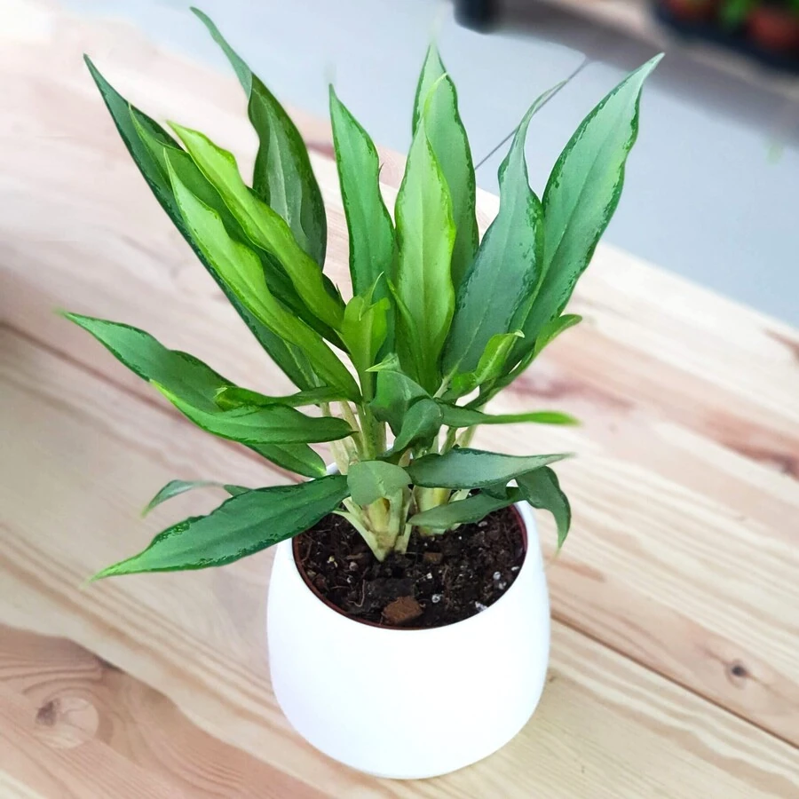 Аглаонема Вайт Ленс Aglaonema White Lance