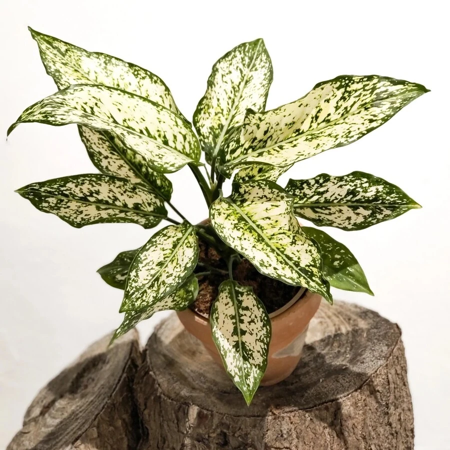 Аглаонема Уайт Стар Aglaonema White Star
