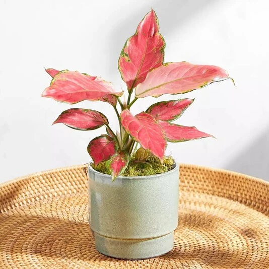 Аглаонема Ред Джой Aglaonema Red Joy