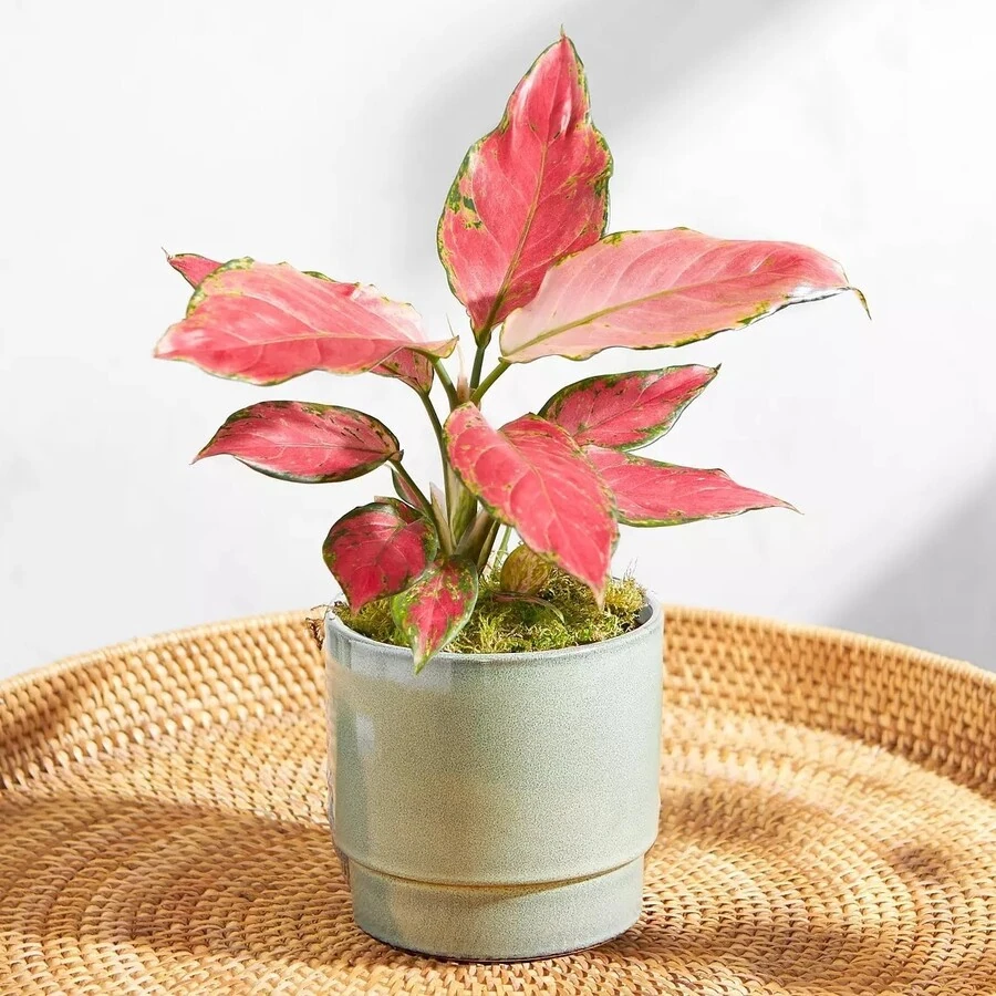 Аглаонема Ред Джой Aglaonema Red Joy