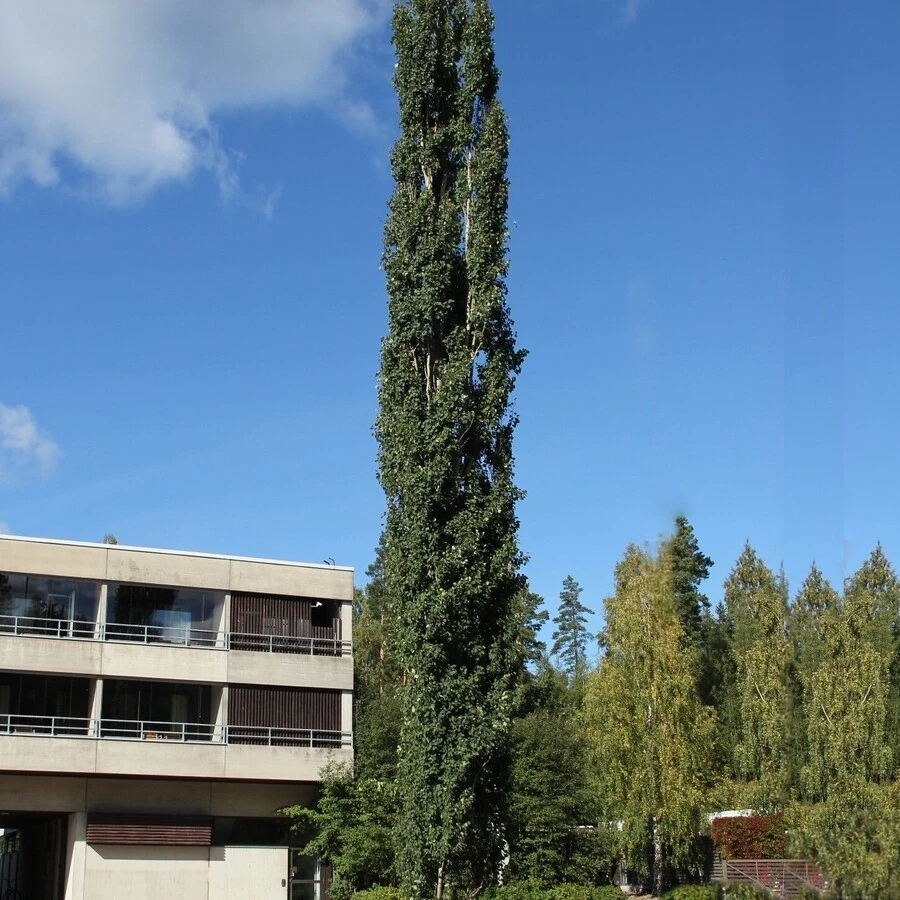 Тополь дрожащий "Эректа" Populus tremula 'Erecta'