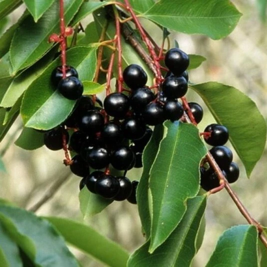 Черемуха "Поздняя радость" Prunus hybr. "Pozdnyaya radost"