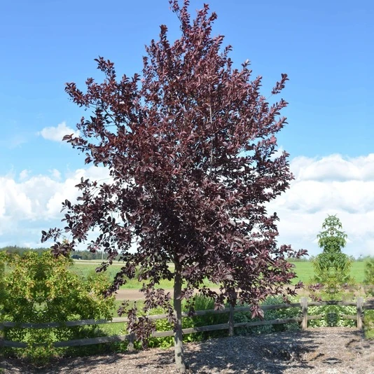 Черемуха виргинская "Шуберт" Prunus virginiana 'Shubert'