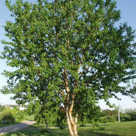 Черемуха Маака Prunus maackii