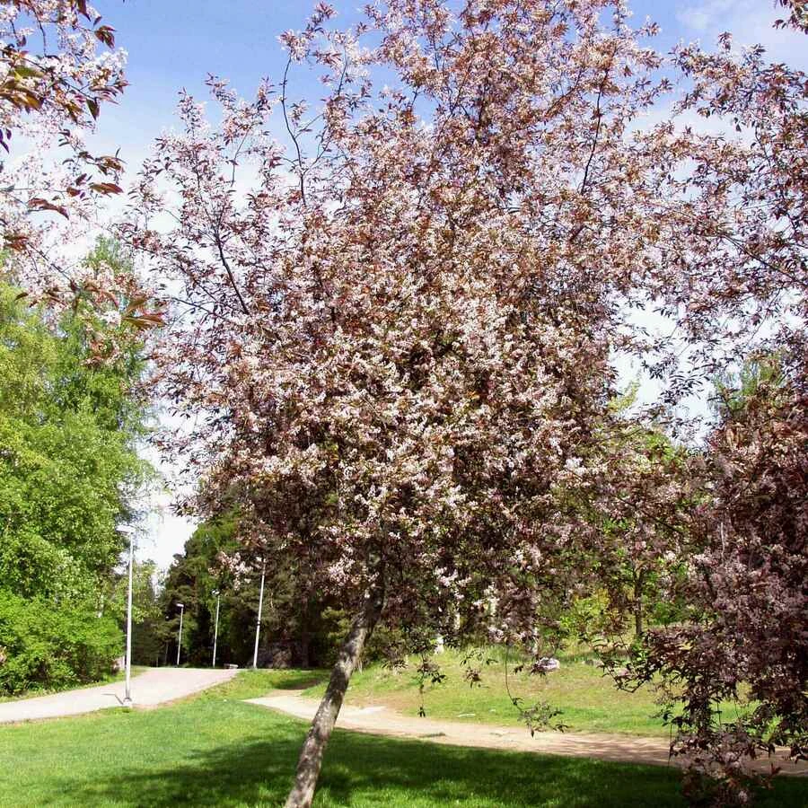Черемуха обыкновенная "Колората" Prunus padus 'Colorata'