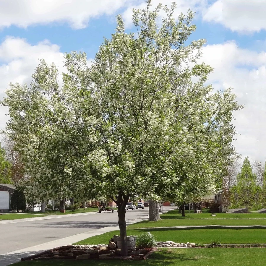 Черемуха обыкновенная "Нана" Prunus padus 'Nana'