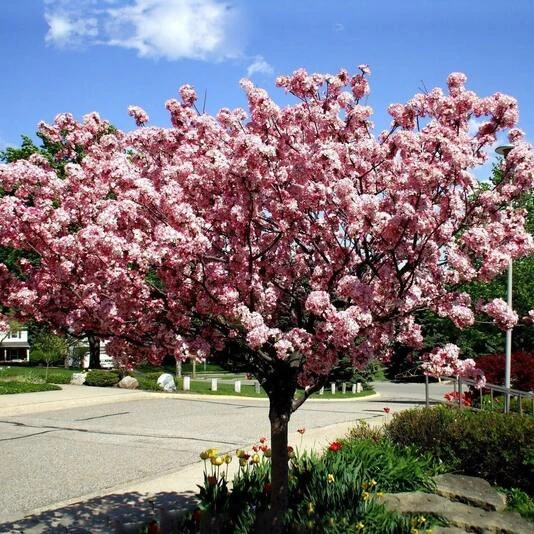 Яблоня "Бренди Мейджик" Malus 'Brandy Magic'