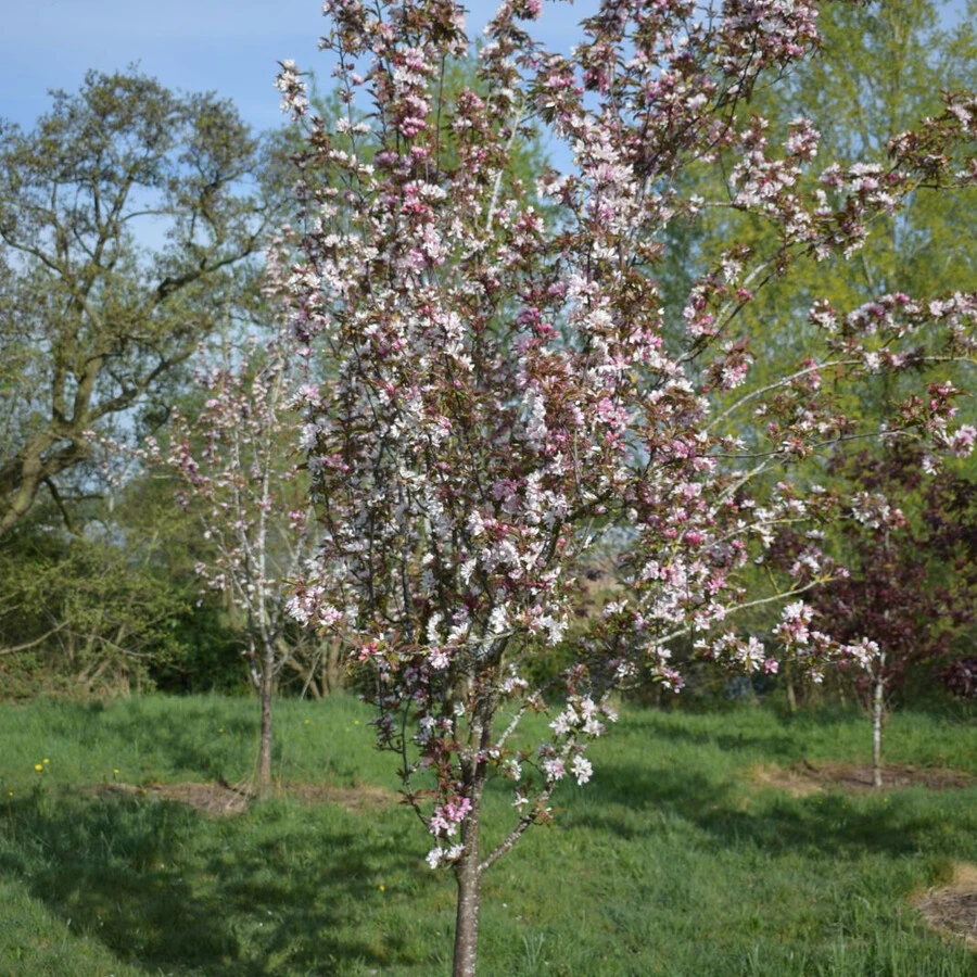 Яблоня "Ред Обелиск" Malus 'Red Obelisk'