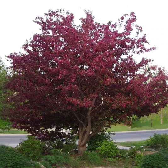 Яблоня "Роялти" Malus 'Royalty'