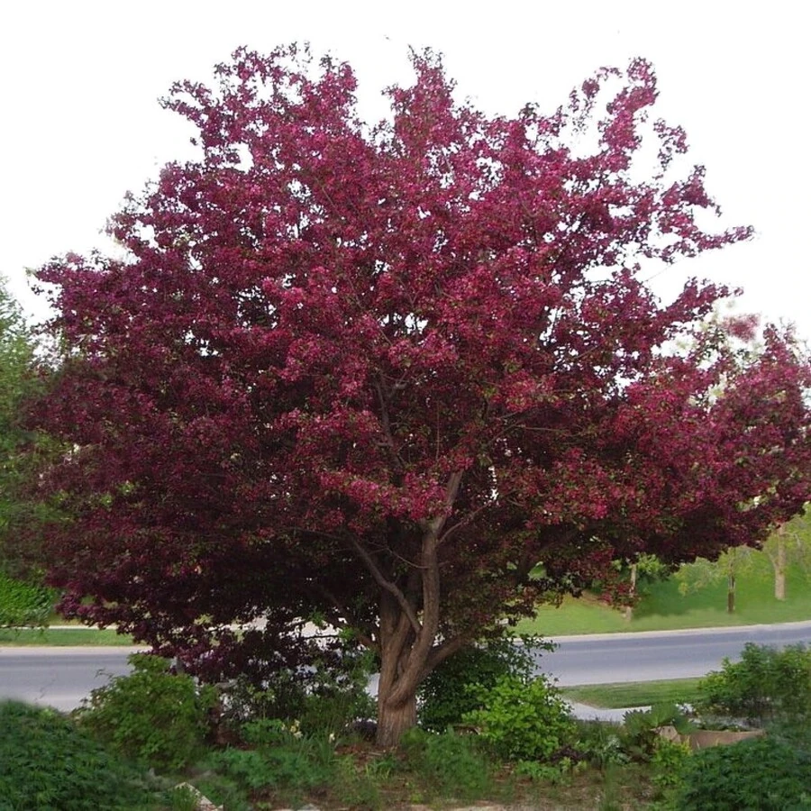 Яблоня "Роялти" Malus 'Royalty'