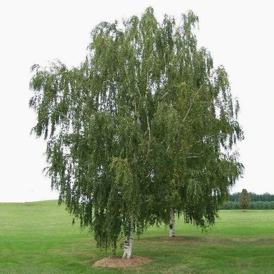 Береза карельская Betula pendula var. carelica 