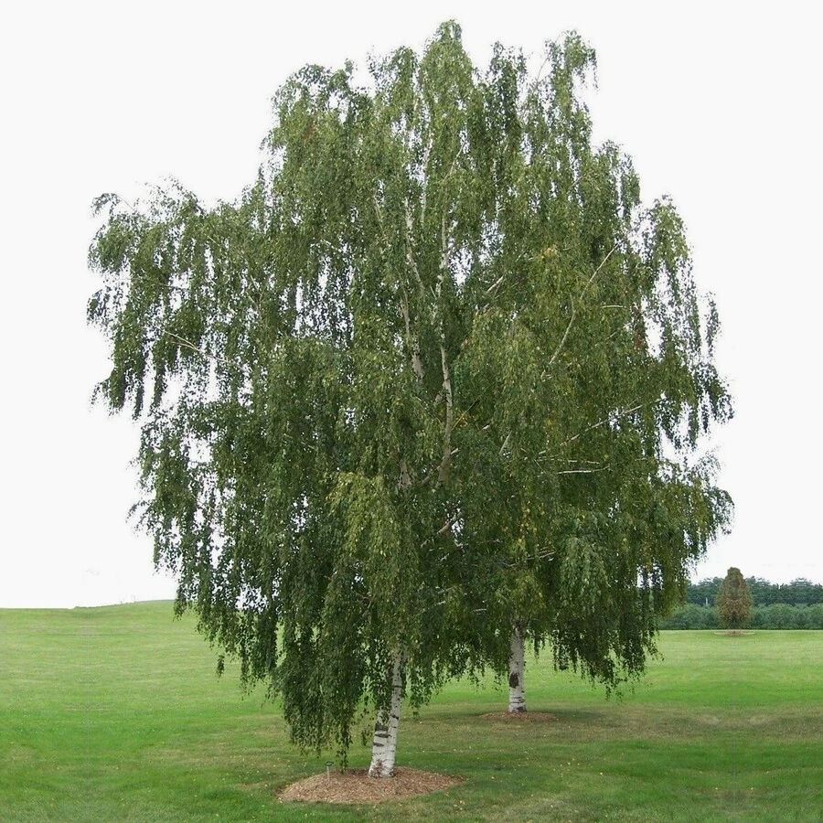 Береза карельская Betula pendula var. carelica 