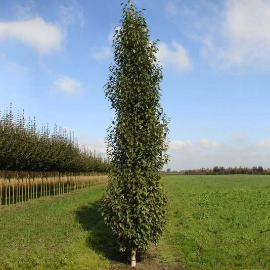 Береза повислая "Фастигиата" Betula pendula 'Fastigiata'