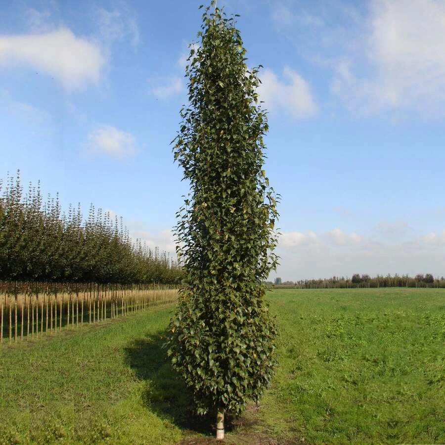 Береза повислая "Фастигиата" Betula pendula 'Fastigiata'