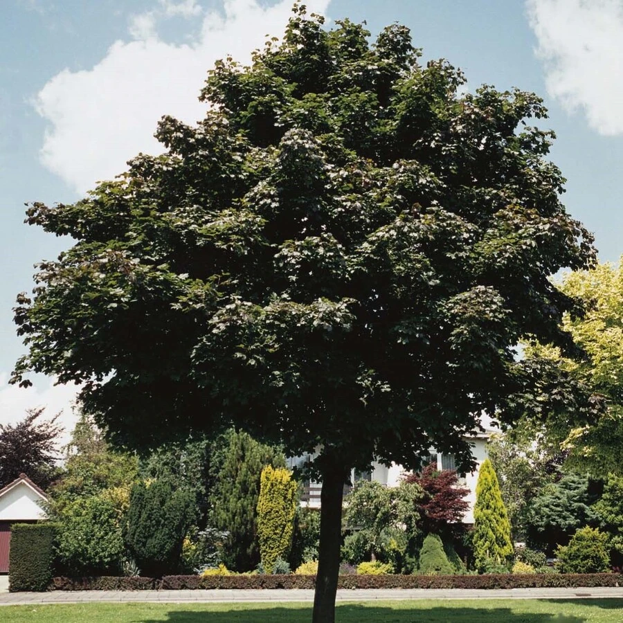 Клен остролистный "Дебора" Acer platanoides 'Deborah'
