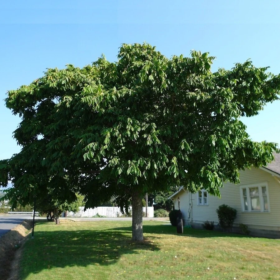 Орех маньчжурский Juglans mandshurica