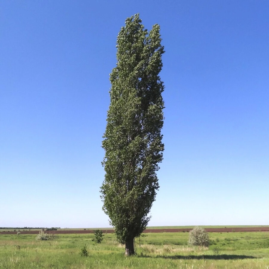 Тополь Берлинский Populus x berolinensis