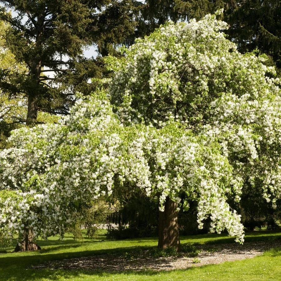 Яблоня "Ред Джед" Malus 'Red Jade'