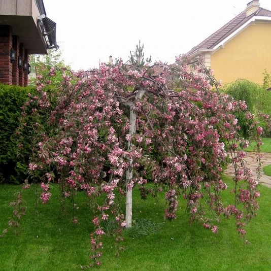 Яблоня "Чил'с Випинг" Malus 'Cheal's Weeping'