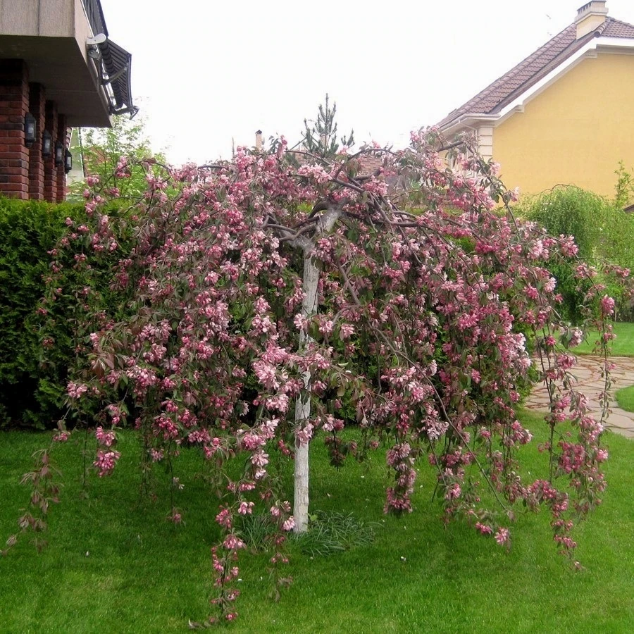 Яблоня "Чил'с Випинг" Malus 'Cheal's Weeping'