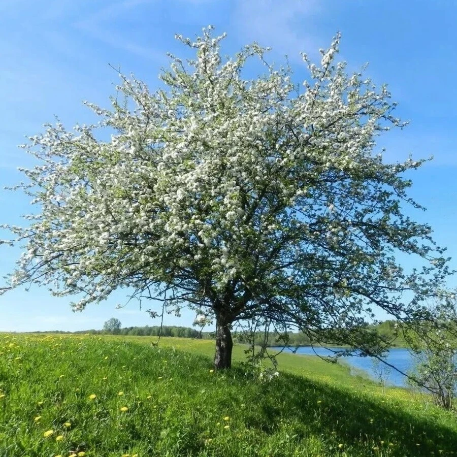 Яблоня лесная Malus sylvestris