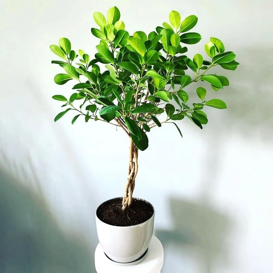 Фикус Микрокарпа Моклейм переплет Ficus Microcarpa Moсlame Twisted Stem