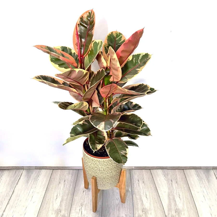 Фикус Эластика Белиз многоствольный Ficus Elastica Belize