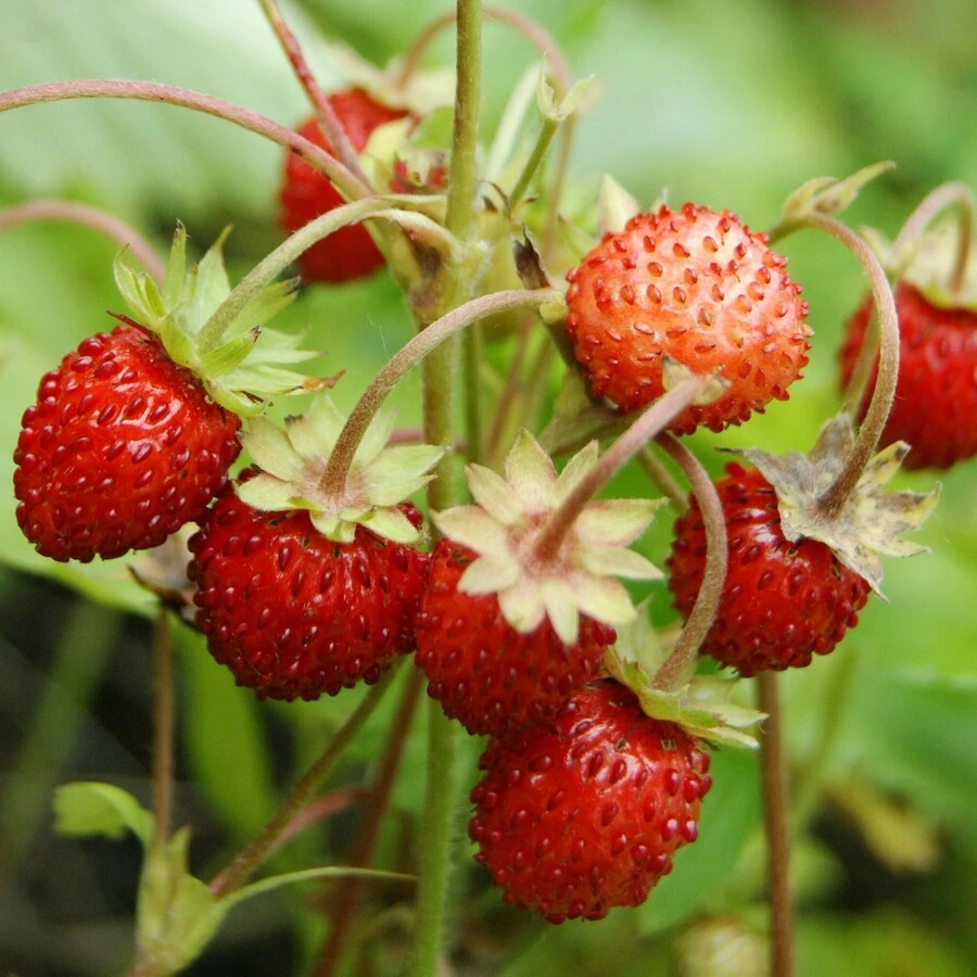 Земляника лесная Fragaria vesca