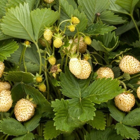 Земляника лесная "Желтое чудо" Fragaria vesca "Yellow Wonder"