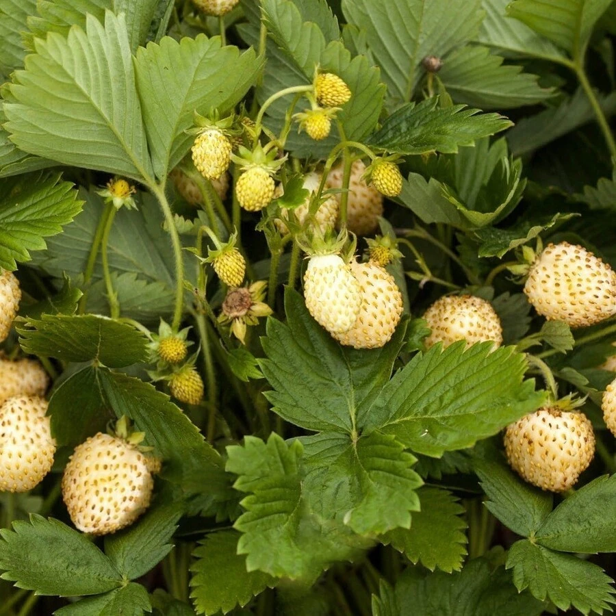 Земляника лесная "Желтое чудо" Fragaria vesca "Yellow Wonder"