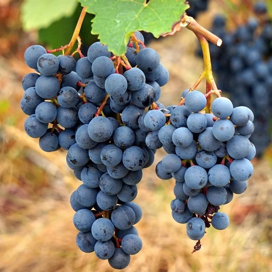Виноград "Агат Донской" Vitis vinifera