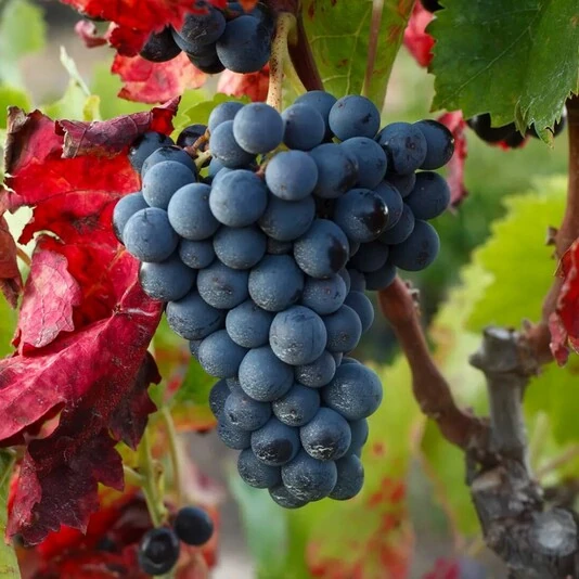 Виноград "Альден" Vitis "Alden"