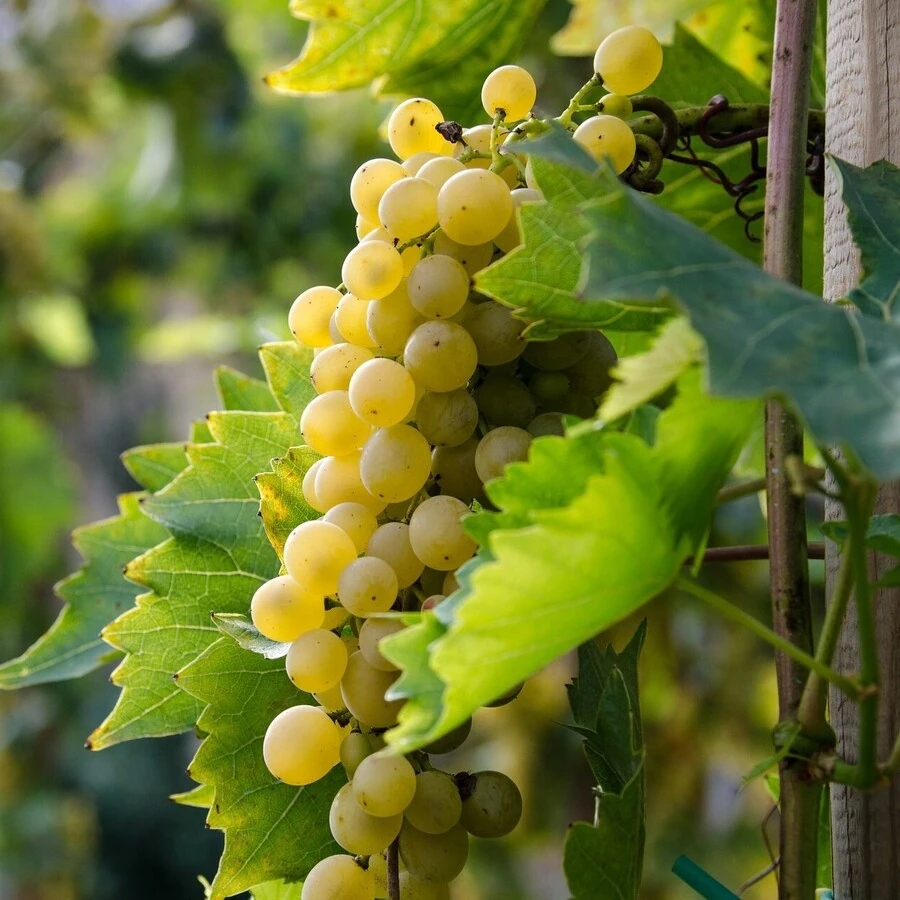 Виноград "Иза Заливска" Vitis 'Iza Zaliwska'