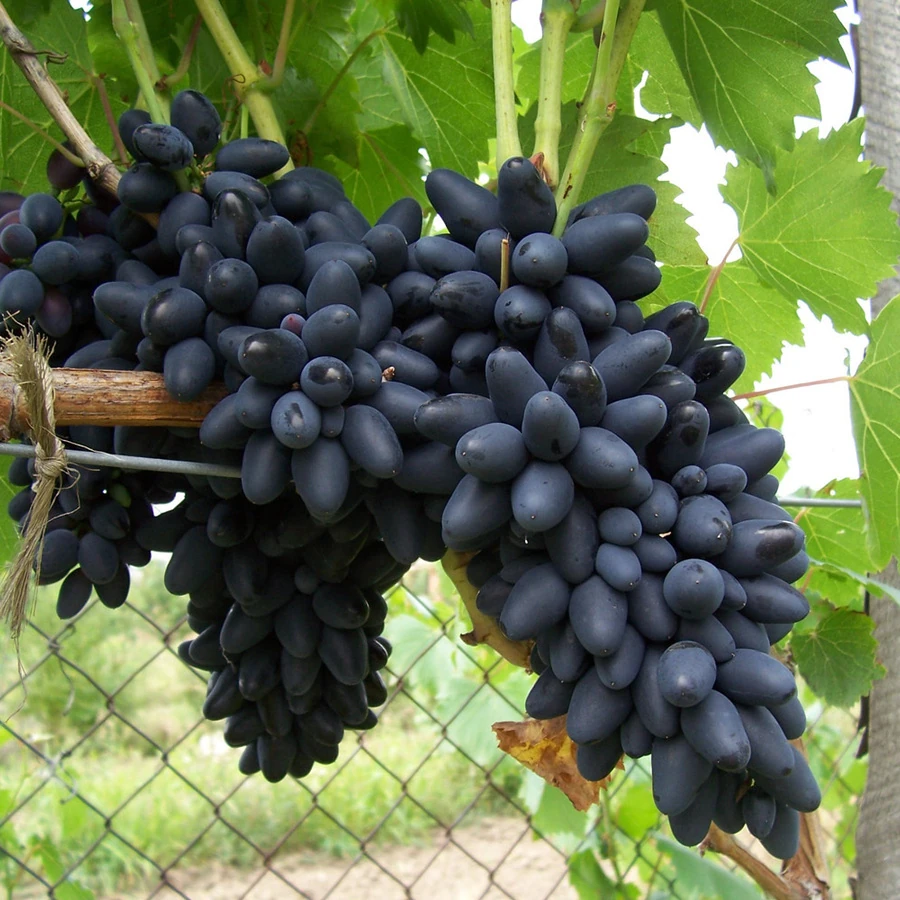 Виноград "'Кодрянка" Vitis vinifer 'Kodryanka'
