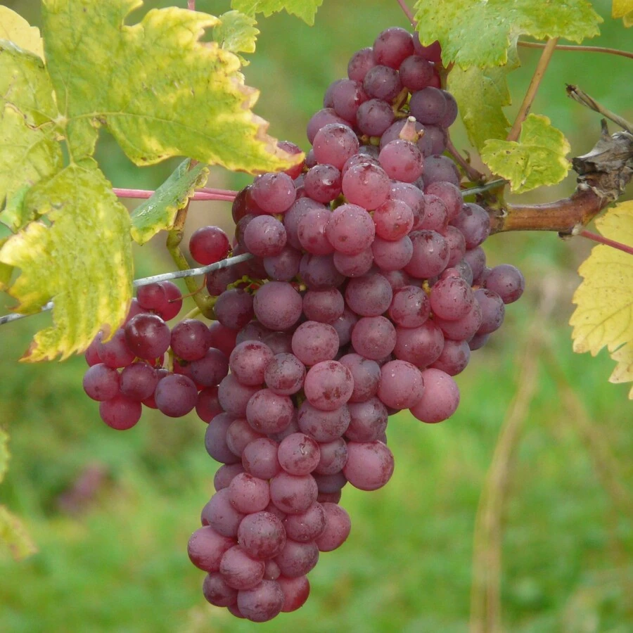 Виноград "Лидия" Vitis "Lidia"