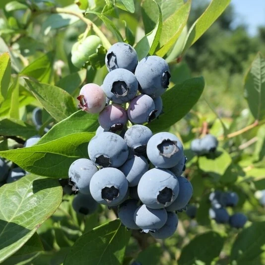 Голубика "Дюк" Vaccinium corymbosum 'Duke'