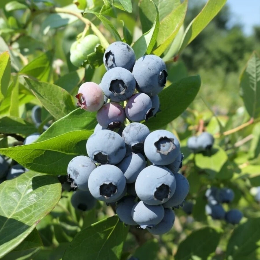 Голубика "Дюк" Vaccinium corymbosum 'Duke'