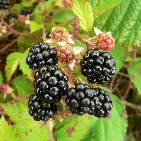 Ежевика "Дарроу" Rubus fruticosus 'Darrow'