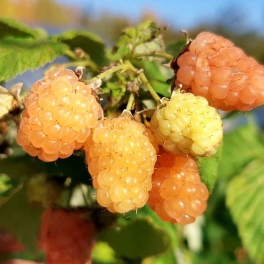 Малина ремонтантная "Альт Голд" Rubus idaeus "Alt Gold"