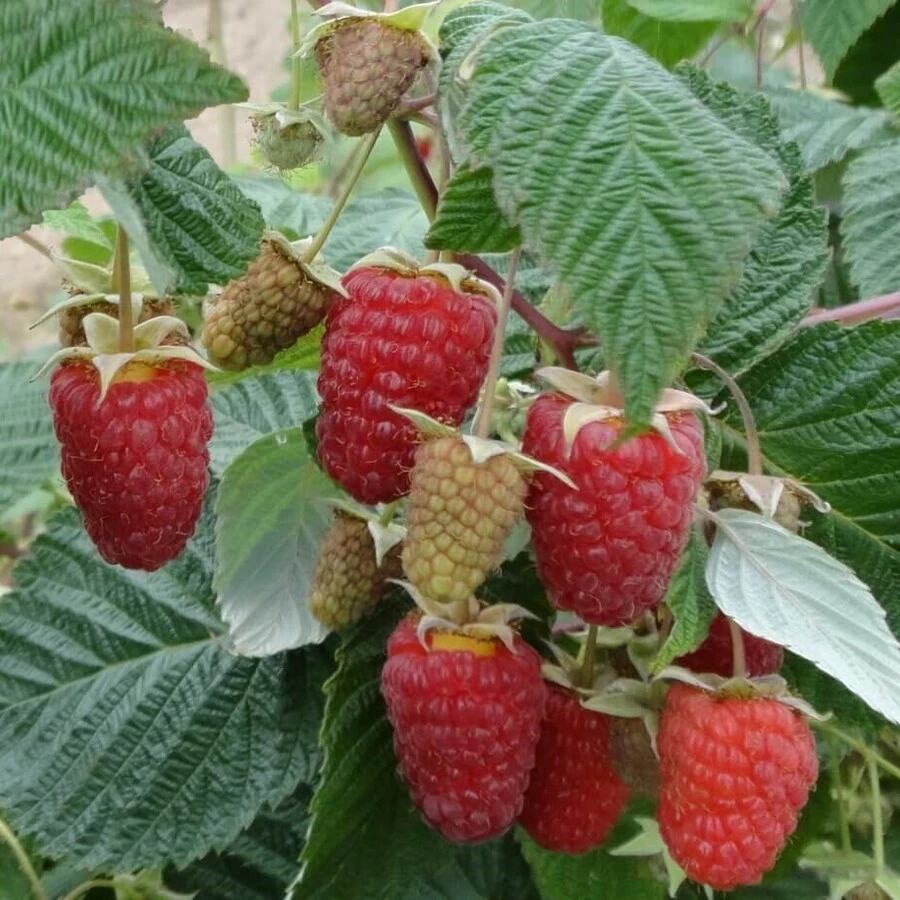 Малина ремонтантная "Рубиновое ожерелье" Rubus idaeus