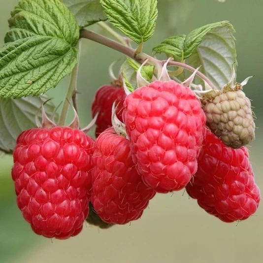 Малина садовая "Гусар" Rubus idaeus
