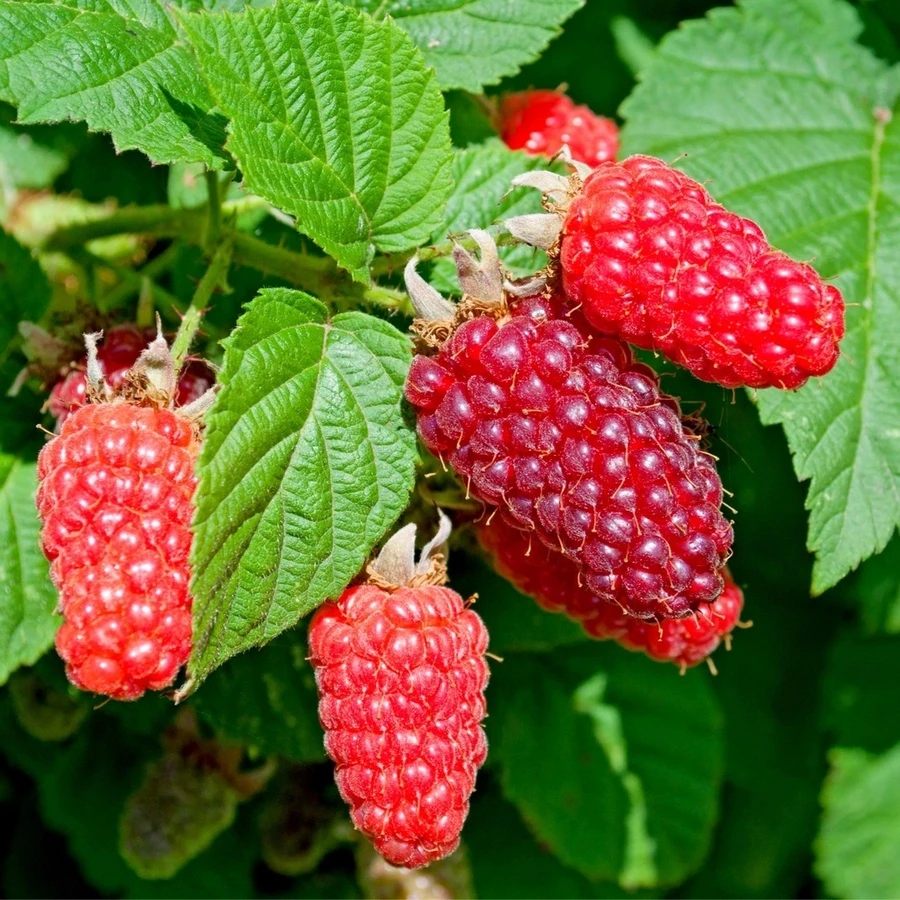 Ежемалина "Тайберри" Rubus idaeus "Tayberry"