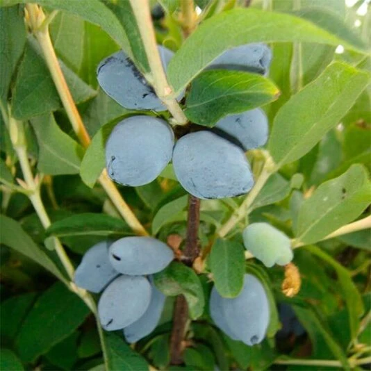 Жимолость "Берель" Lonicera caerulea