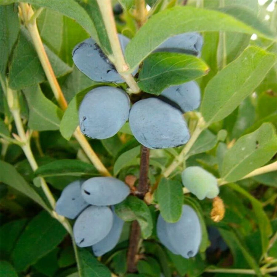Жимолость "Берель" Lonicera caerulea