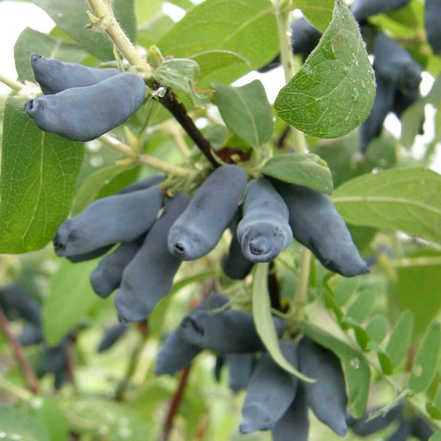 Жимолость "Княгиня" Lonicera caerulea