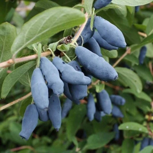 Жимолость "Лебедушка" Lonicera caerulea