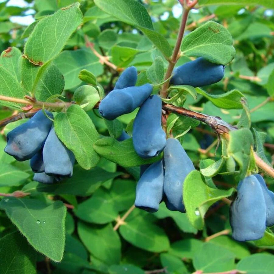 Жимолость "Мальвина" Lonicera caerulea