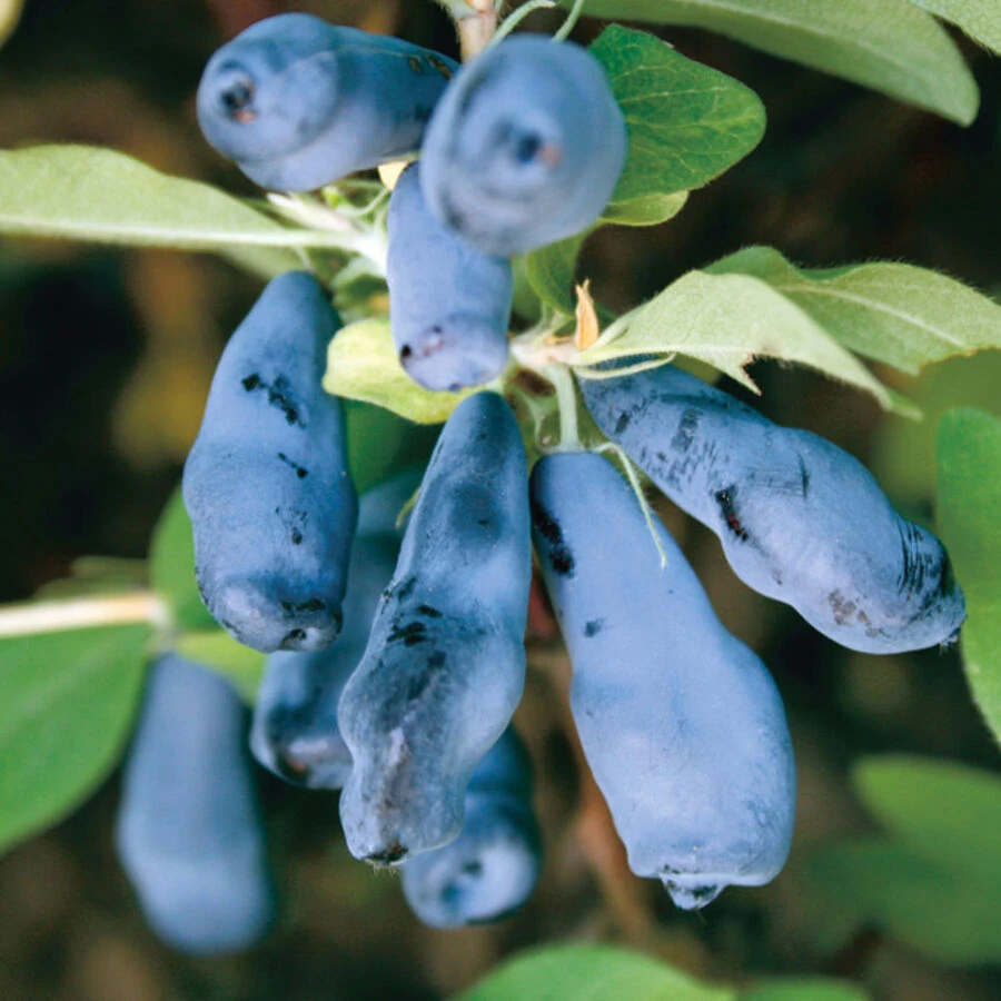 Жимолость "Морена" Lonicera caerulea "Morena"