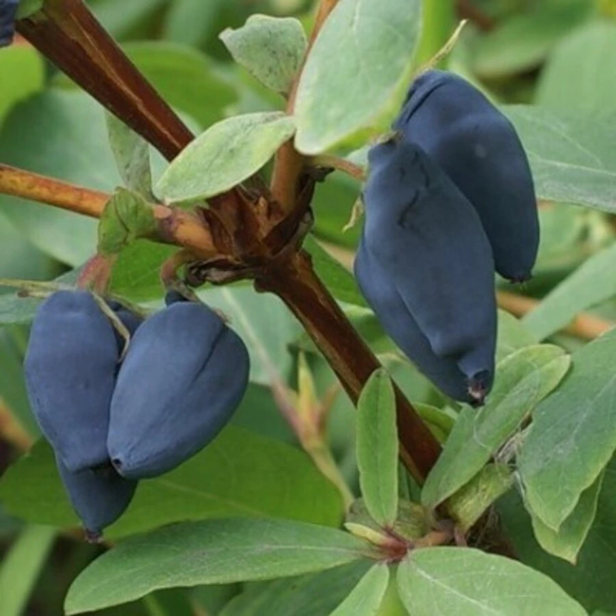 Жимолость "Пушкинская" Lonicera caerulea